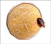 bed bug compared to a penny